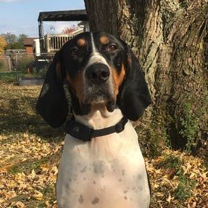 Meet your Posher, Bella